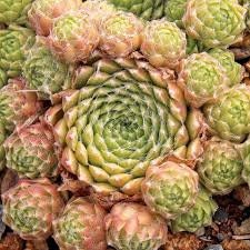 Red Nails Webbed Succulent - Hens and Chicks Sempervivum Plant - 4 inch pot