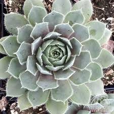 Lavender and Old Lace Succulent - Hen and Chicks Sempervivum Plant - 4 inch pot