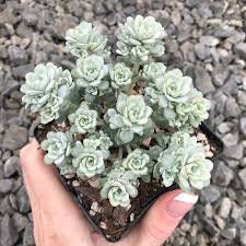 Cape Blanco Stonecrop Sedum Succulent Plant - 4 inch pot