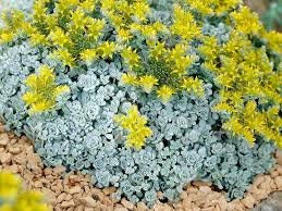 Cape Blanco Stonecrop Sedum Succulent Plant - 4 inch pot