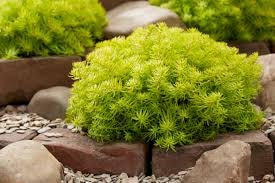 Angelina's Teacup Stonecrop Sedum Succulent Plant by Sunsparkler® - 4" Pot