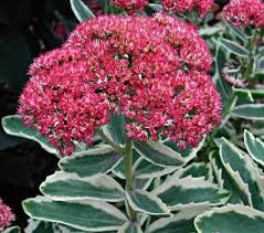 Autumn Charm Stonecrop Succulent - Variegate Sedum Plant - 1 gallon pot