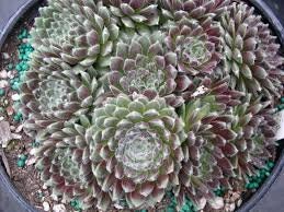 Ashes of Roses Succulent - Hens and Chicks Sempervivum Plant - 4 inch pot