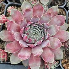Lavender and Old Lace Succulent - Hen and Chicks Sempervivum Plant - 4 inch pot