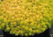 Angelina's Teacup Stonecrop Sedum Succulent Plant by Sunsparkler® - 4" Pot