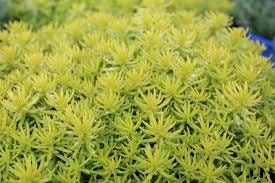 Angelina's Teacup Stonecrop Sedum Succulent Plant by Sunsparkler® - 4" Pot