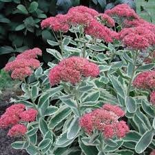 Autumn Charm Stonecrop Succulent - Variegate Sedum Plant - 1 gallon pot