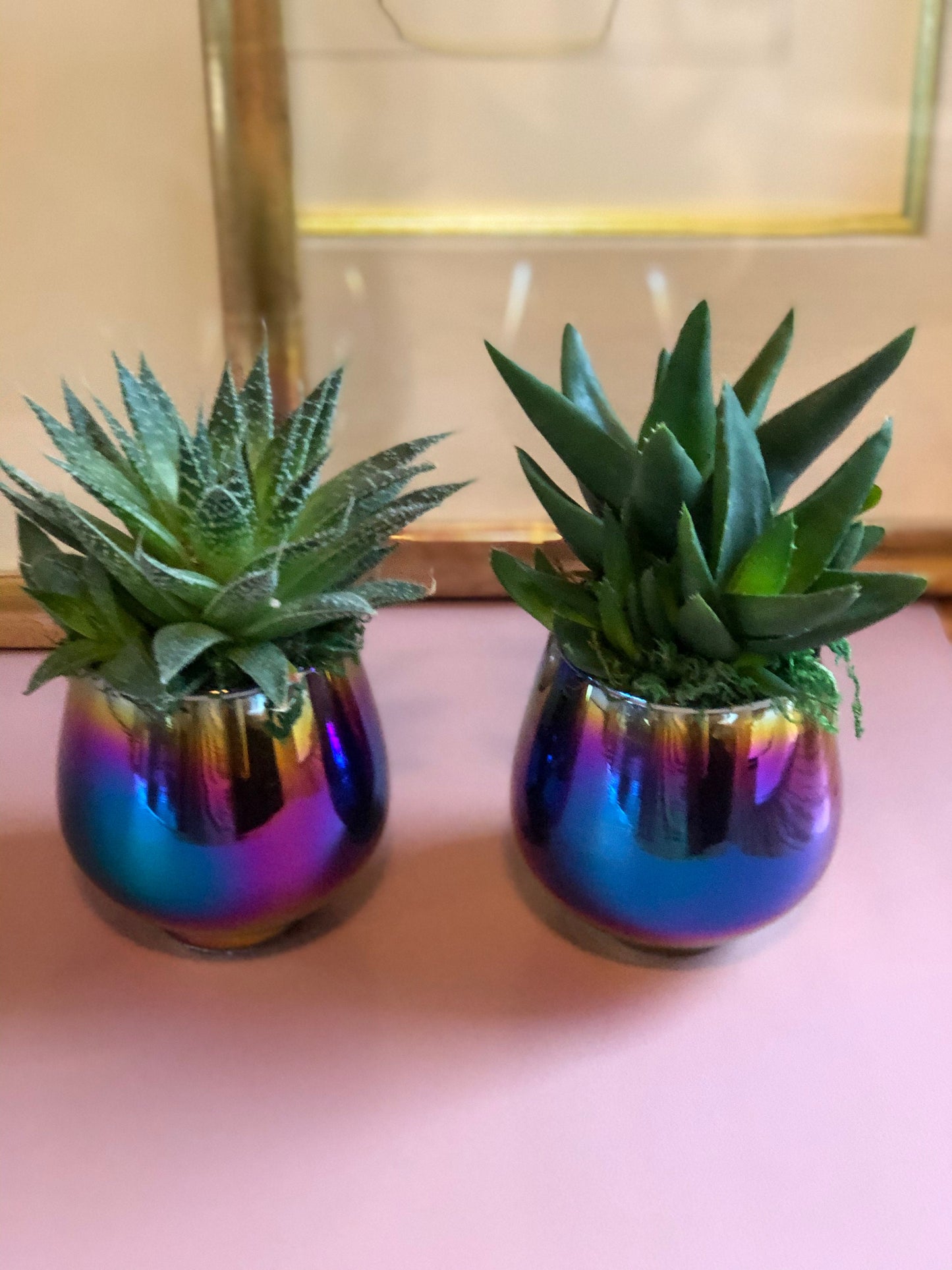 Succulent gift rainbow wedding shower congratulations new home thank you teacher birthday anniversary office party favor sympathy love gift