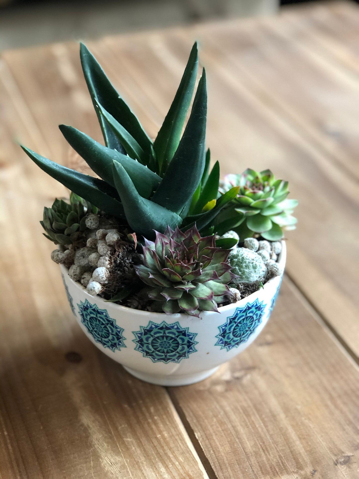 Premium Succulent Arrangement in MCM Retro Boho White and Turquoise Ceramic Container
