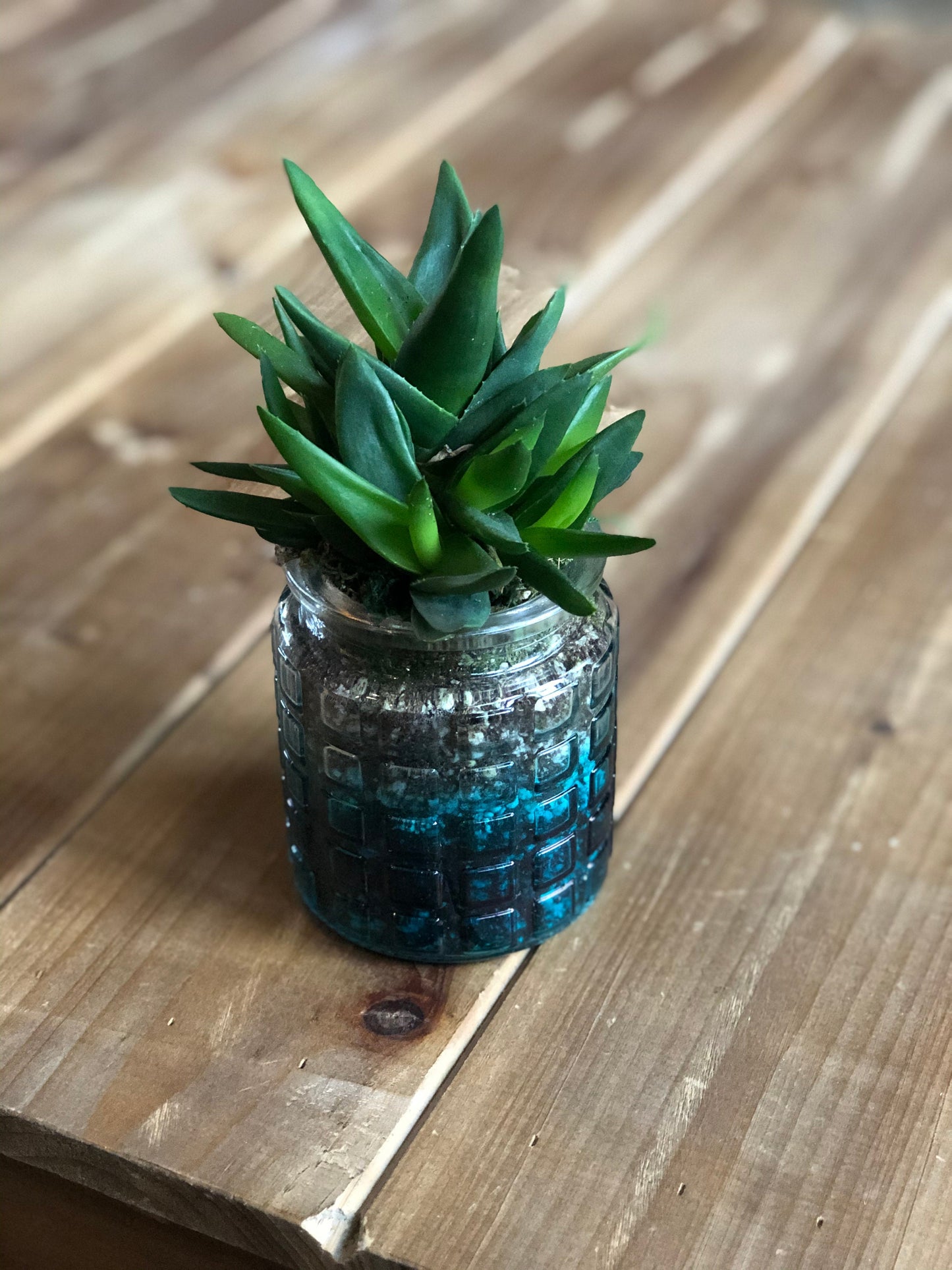 Live Succulent Container Planter Translucent turquoise Blue Clear Glass Waffle Pattern Container Succulent Gift Indoor Succulent Aloe Vera