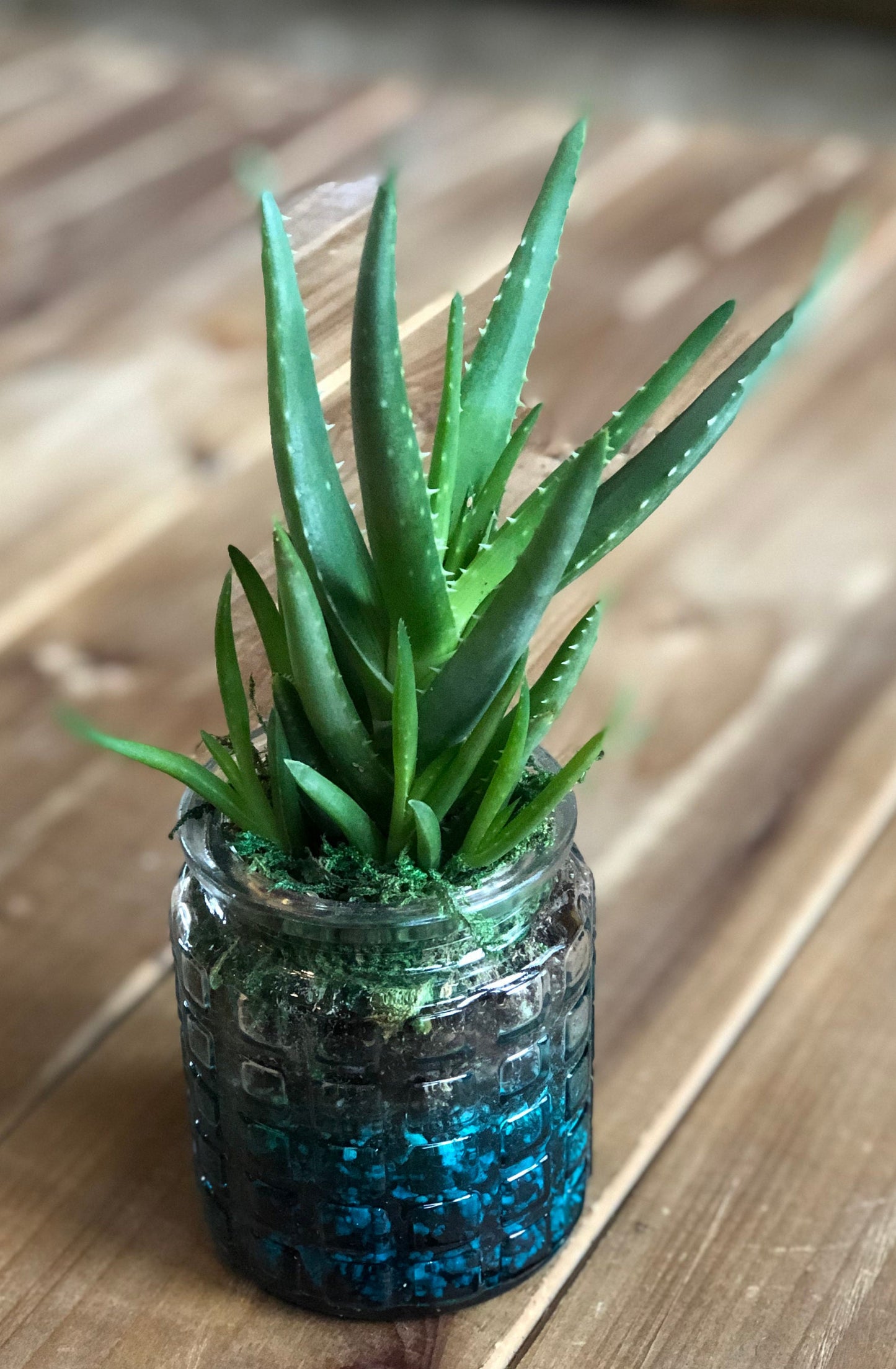Live Succulent Container Planter Translucent turquoise Blue Clear Glass Waffle Pattern Container Succulent Gift Indoor Succulent Aloe Vera