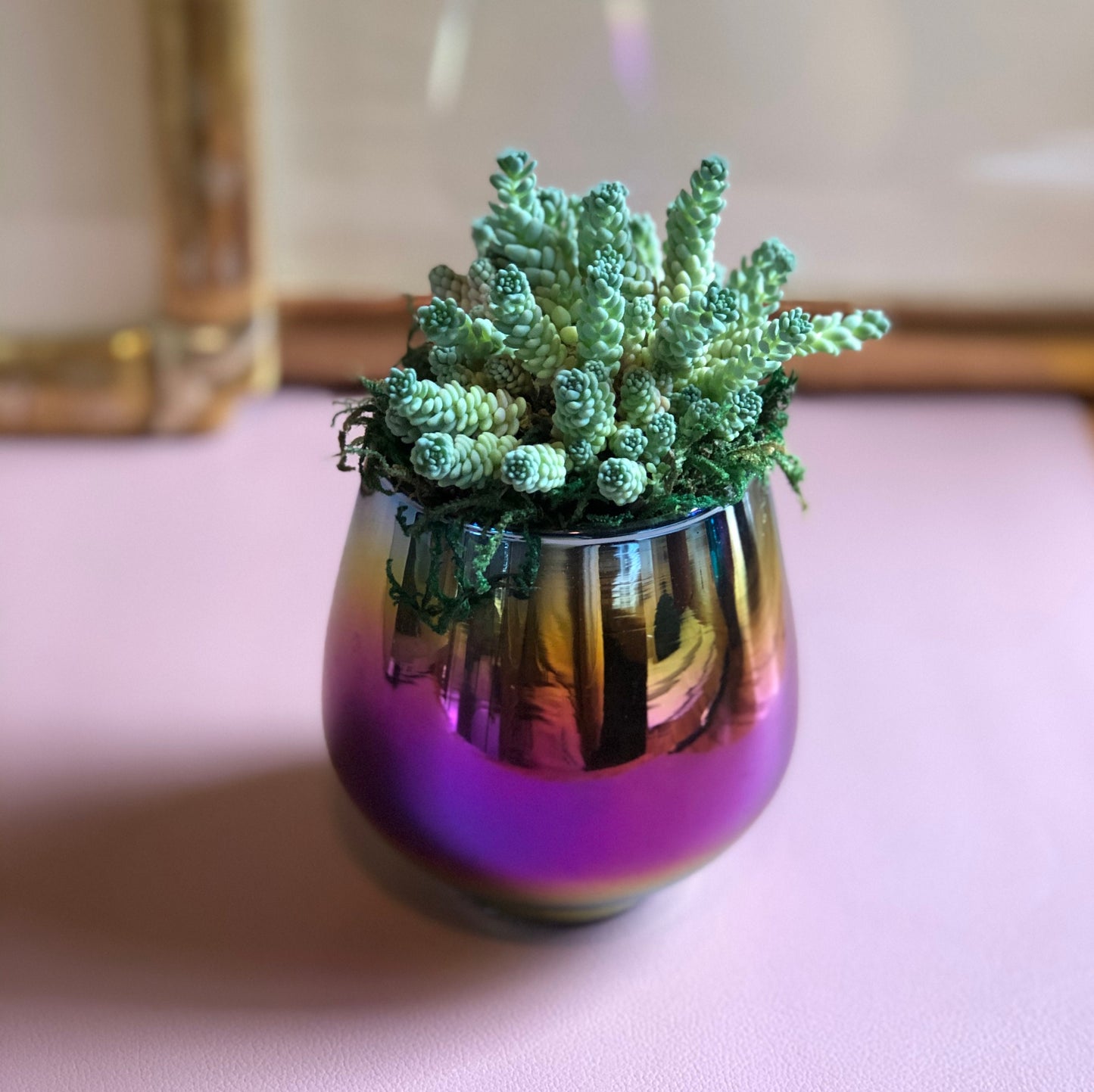Live Succulent and Rainbow Planter, Great Gift for any Celebration, Favorite Teacher, Office Space and More!
