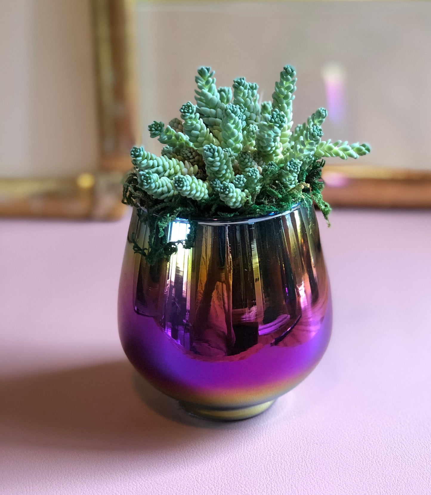 Live Succulent and Rainbow Planter, Great Gift for any Celebration, Favorite Teacher, Office Space and More!