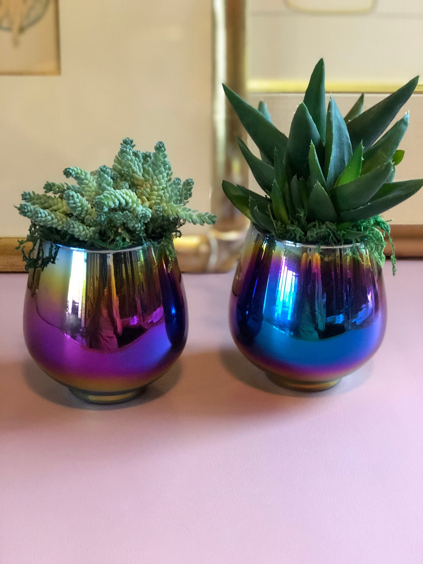 Succulent gift rainbow wedding shower congratulations new home thank you teacher birthday anniversary office party favor sympathy love gift