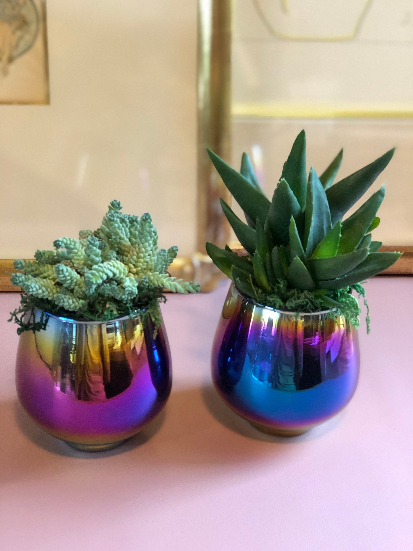 Succulent gift rainbow wedding shower congratulations new home thank you teacher birthday anniversary office party favor sympathy love gift