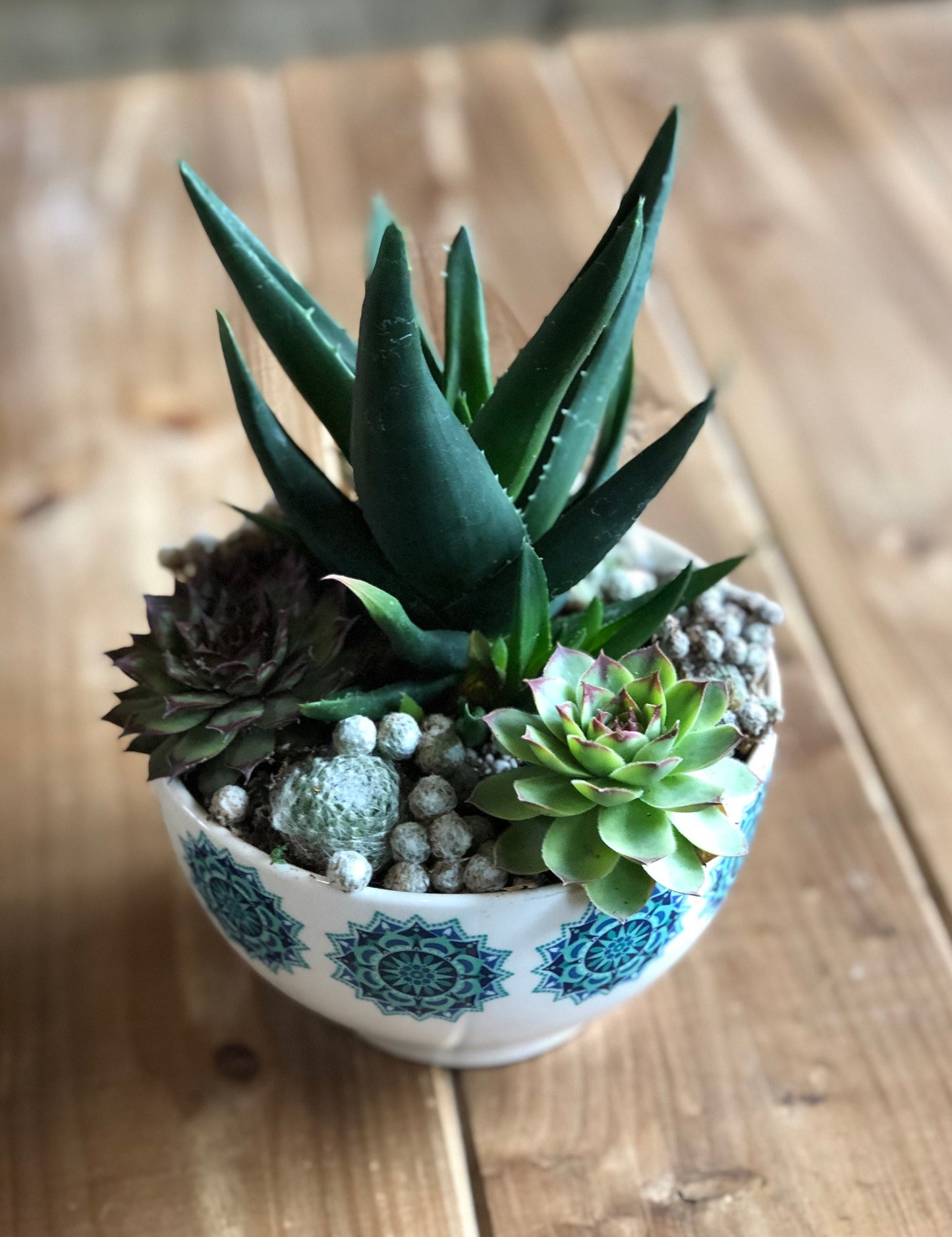 Premium Succulent Arrangement in MCM Retro Boho White and Turquoise Ceramic Container