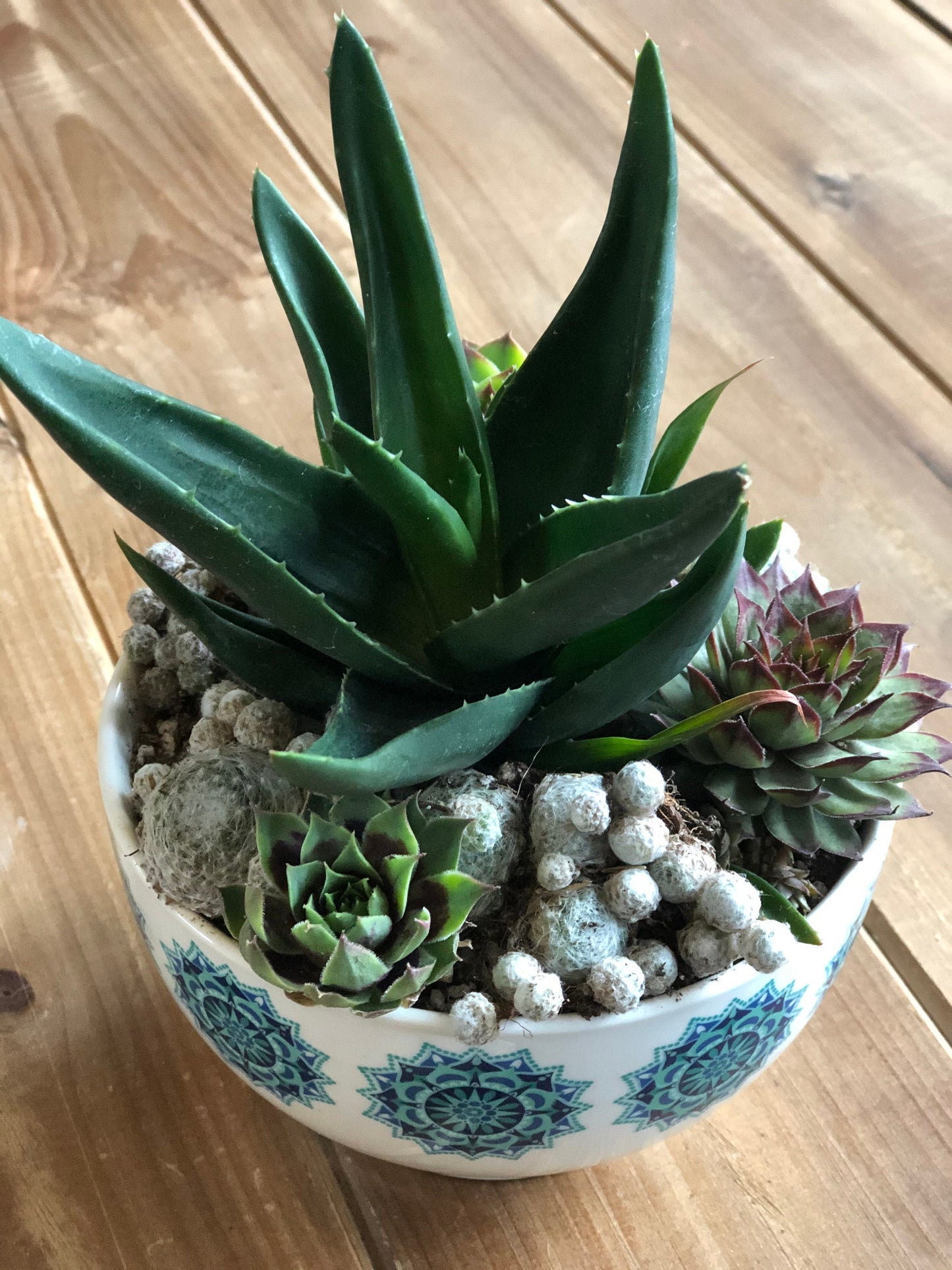 Premium Succulent Arrangement in MCM Retro Boho White and Turquoise Ceramic Container