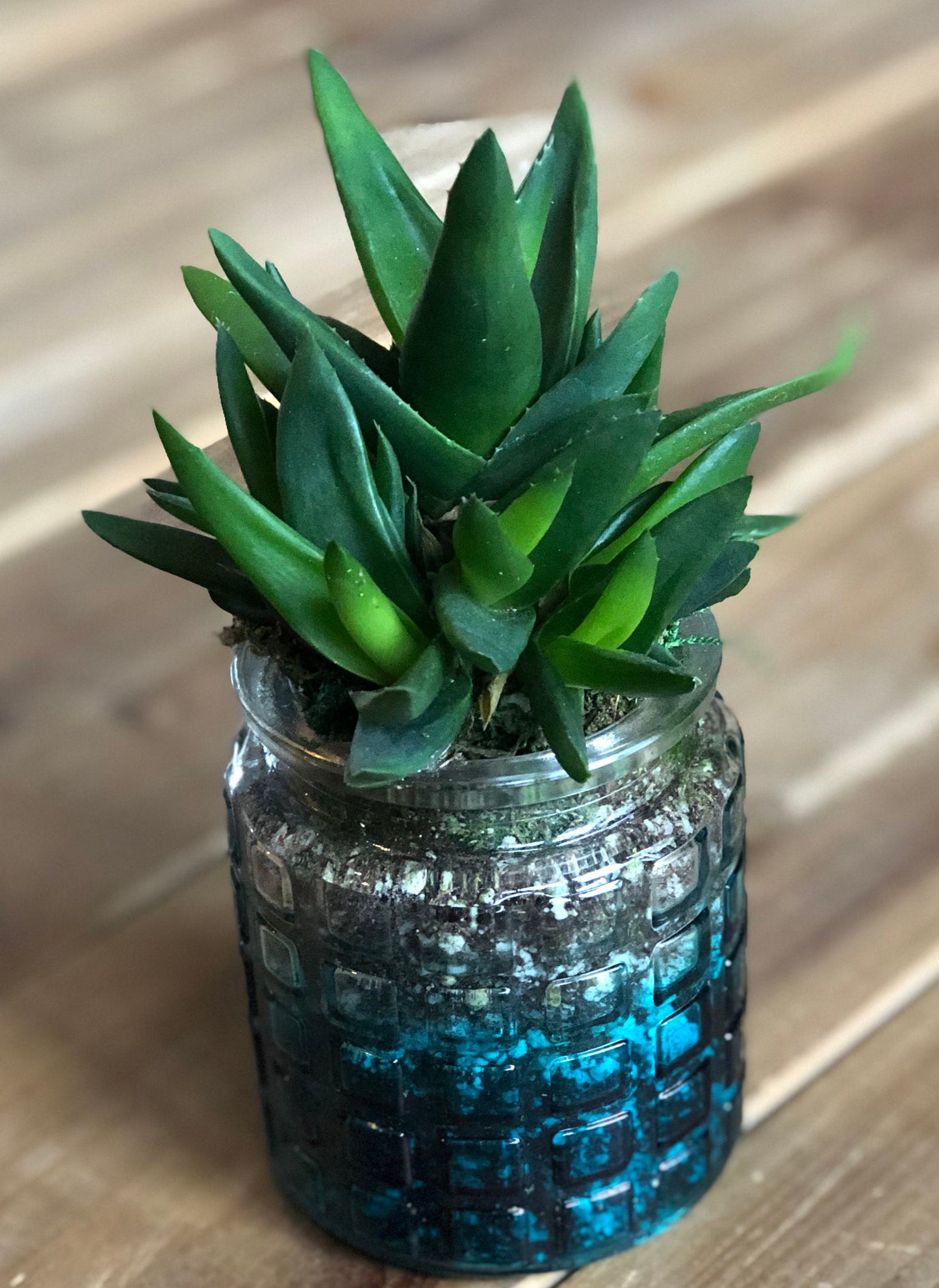 Live Succulent Container Planter Translucent turquoise Blue Clear Glass Waffle Pattern Container Succulent Gift Indoor Succulent Aloe Vera