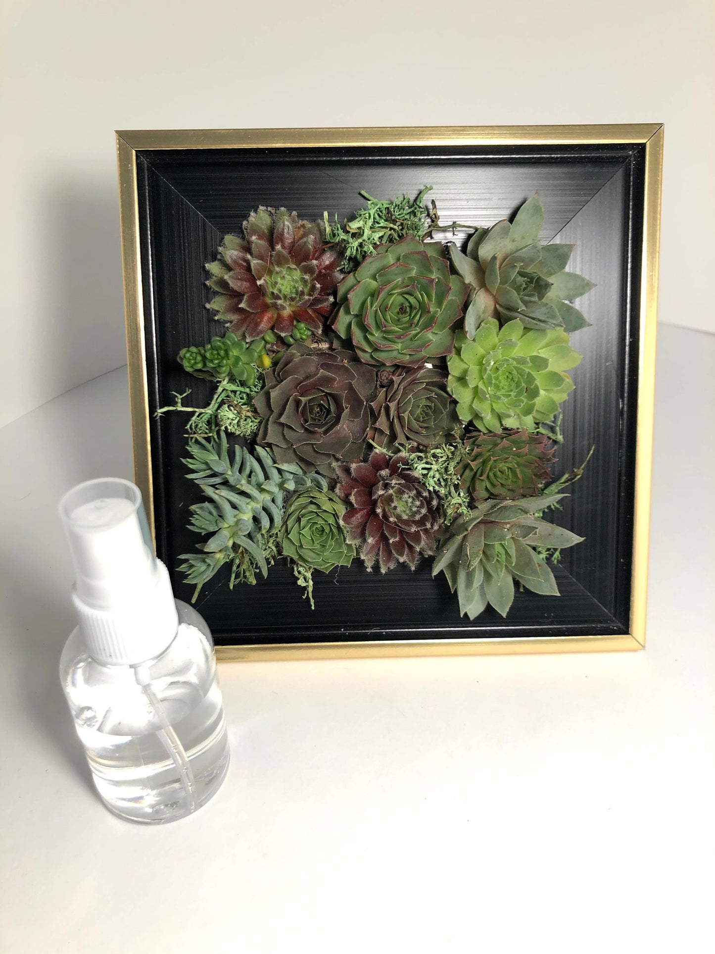 Live Succulents in Picture Frame Wall Decor Gift - 6.5" Frame