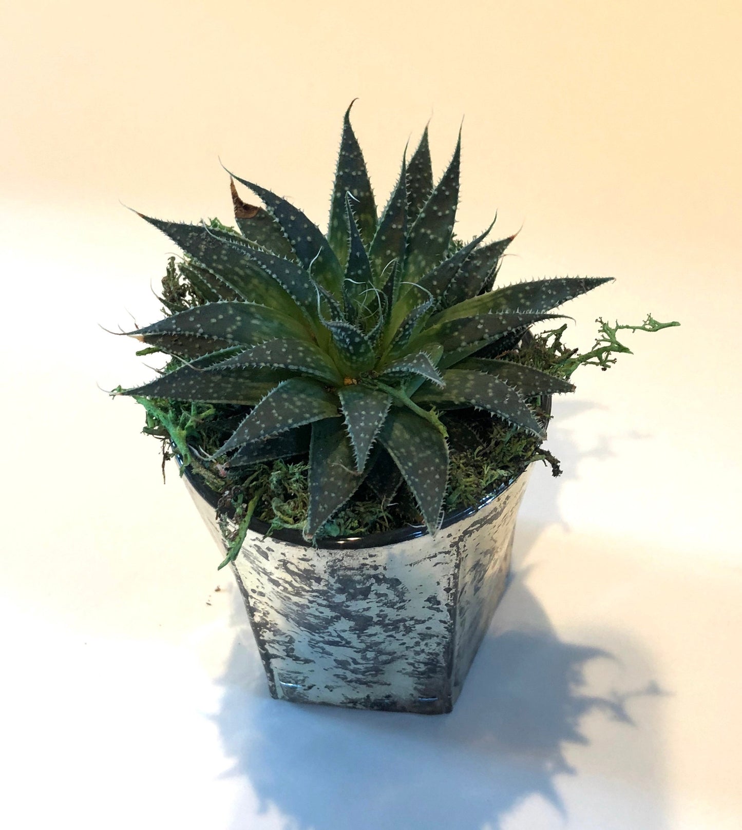 Live Succulent Mercury Glass Planter Beautiful Live Aloe Succulent Gift for him or her Galentines Valentines