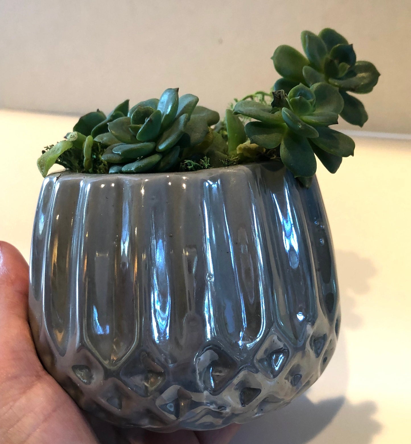 Say Aloe to my little friends Live Succulent Gray Iridescent Ceramic Planter Beautiful Live Succulent Gift for him or her