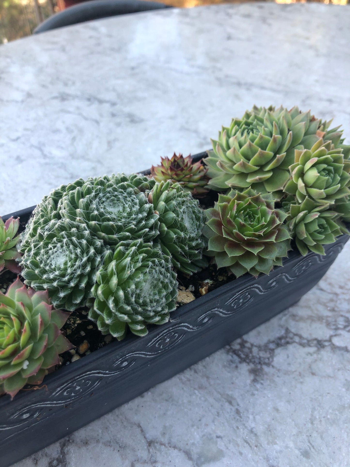 Succulent Gift Planter