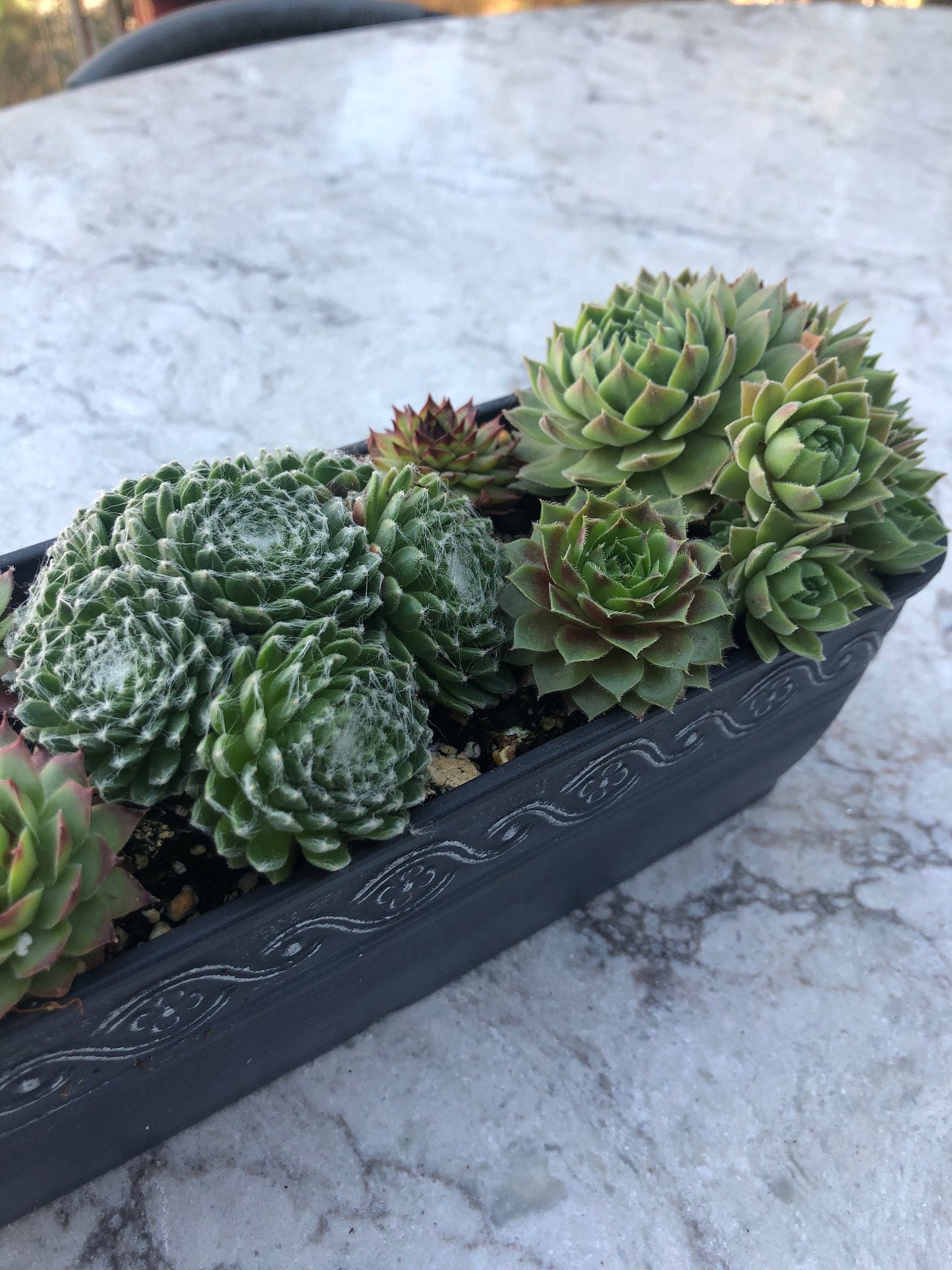 Succulent Gift Planter