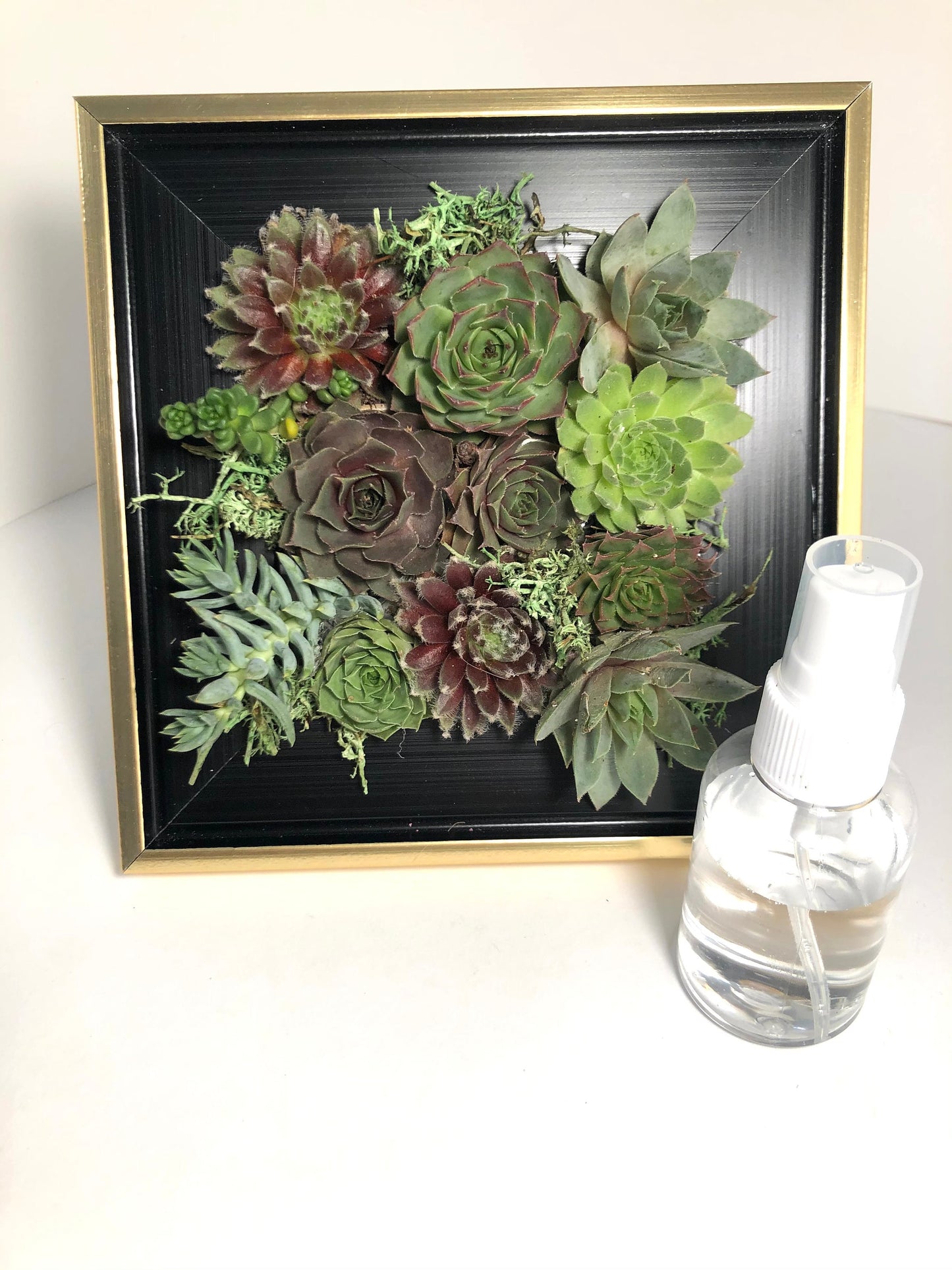 Live Succulents in Picture Frame Wall Decor Gift - 6.5" Frame