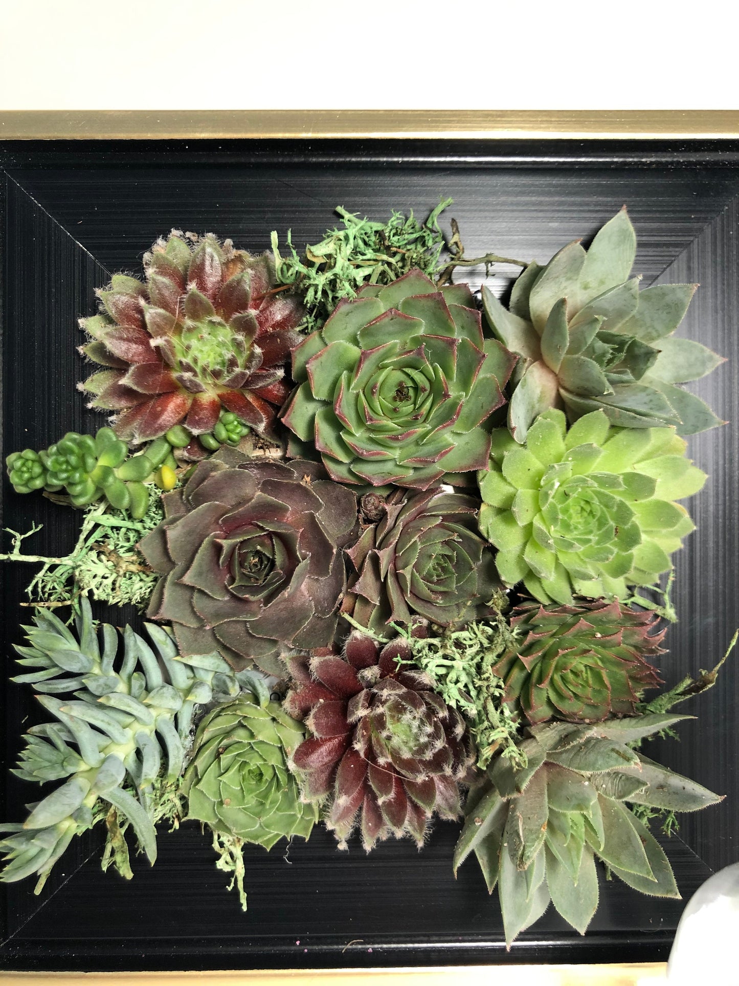 Live Succulents in Picture Frame Wall Decor Gift - 6.5" Frame
