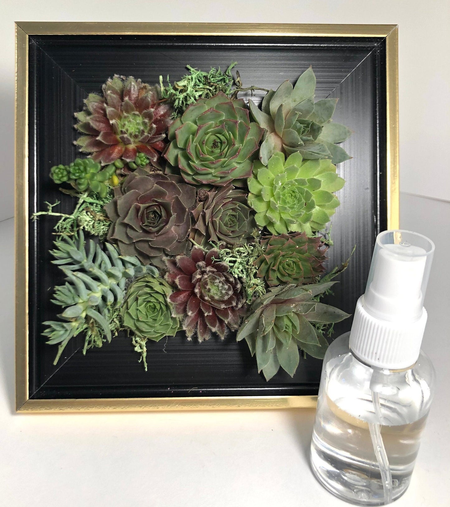 Live Succulents in Picture Frame Wall Decor Gift - 6.5" Frame