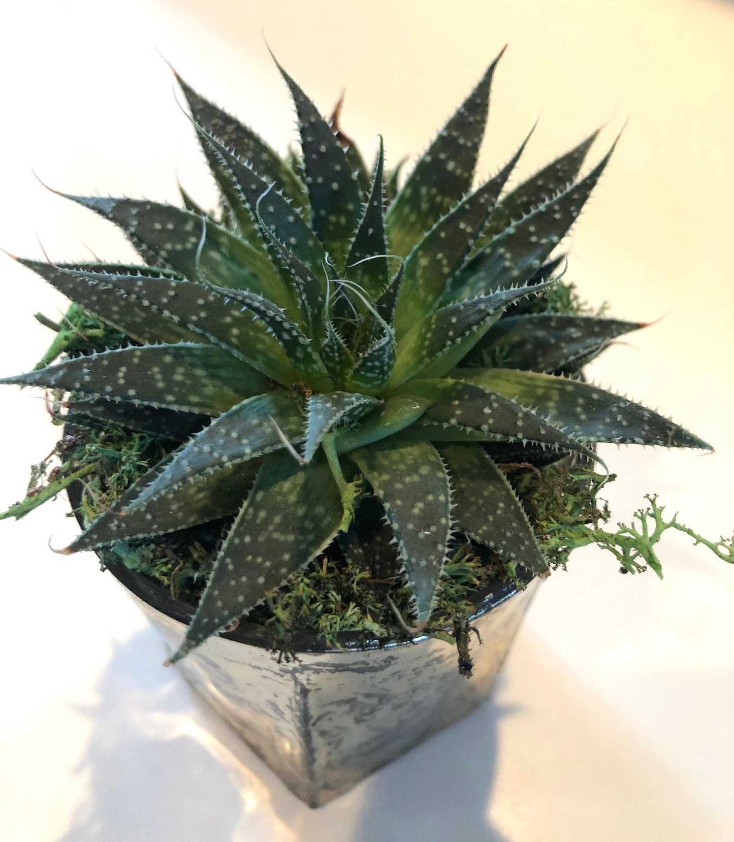 Live Succulent Mercury Glass Planter Beautiful Live Aloe Succulent Gift for him or her Galentines Valentines
