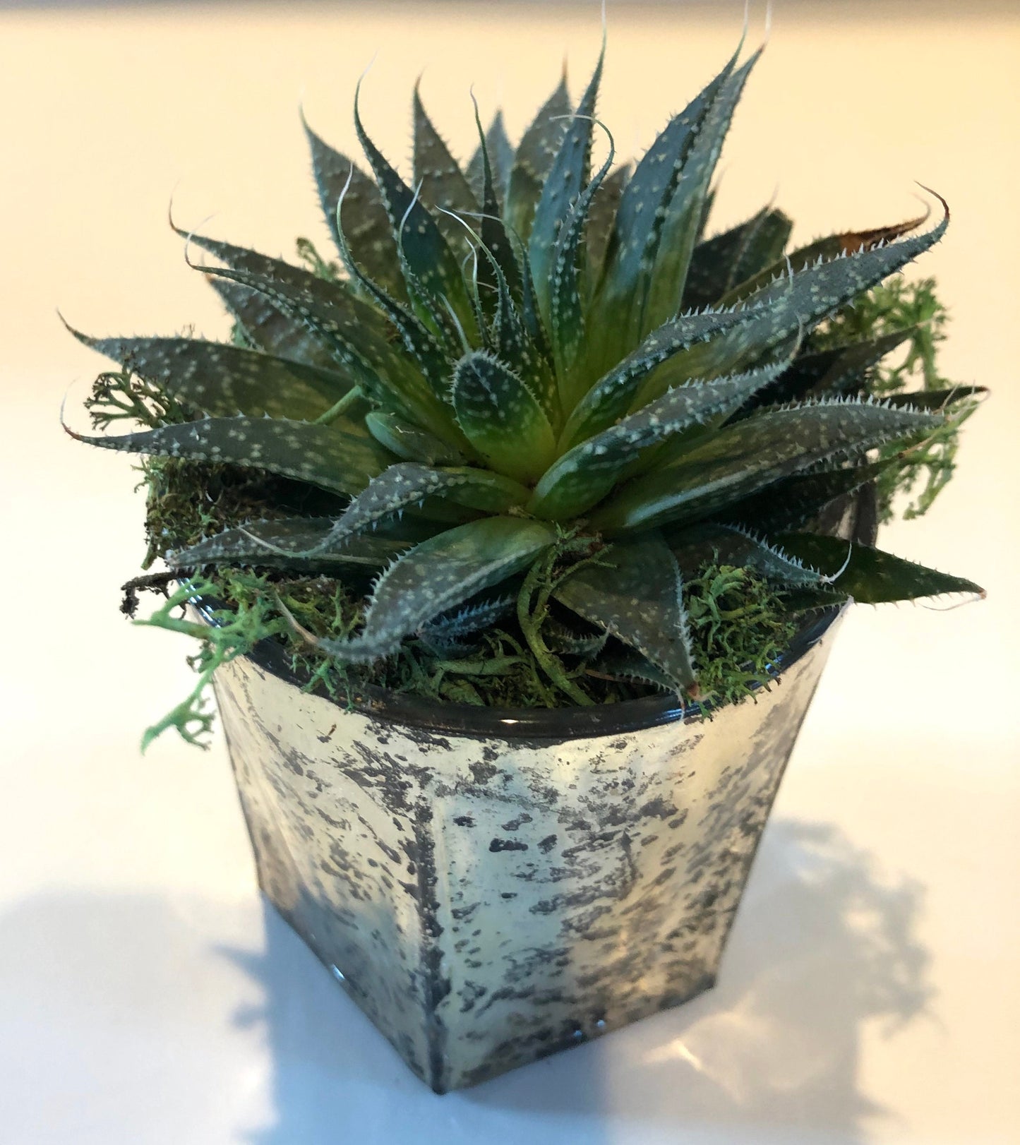 Live Succulent Mercury Glass Planter Beautiful Live Aloe Succulent Gift for him or her Galentines Valentines