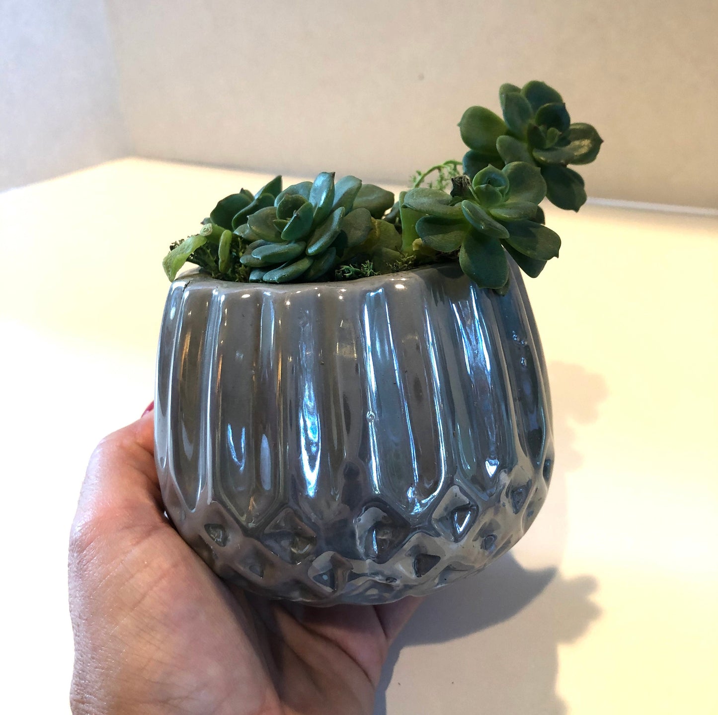 Say Aloe to my little friends Live Succulent Gray Iridescent Ceramic Planter Beautiful Live Succulent Gift for him or her