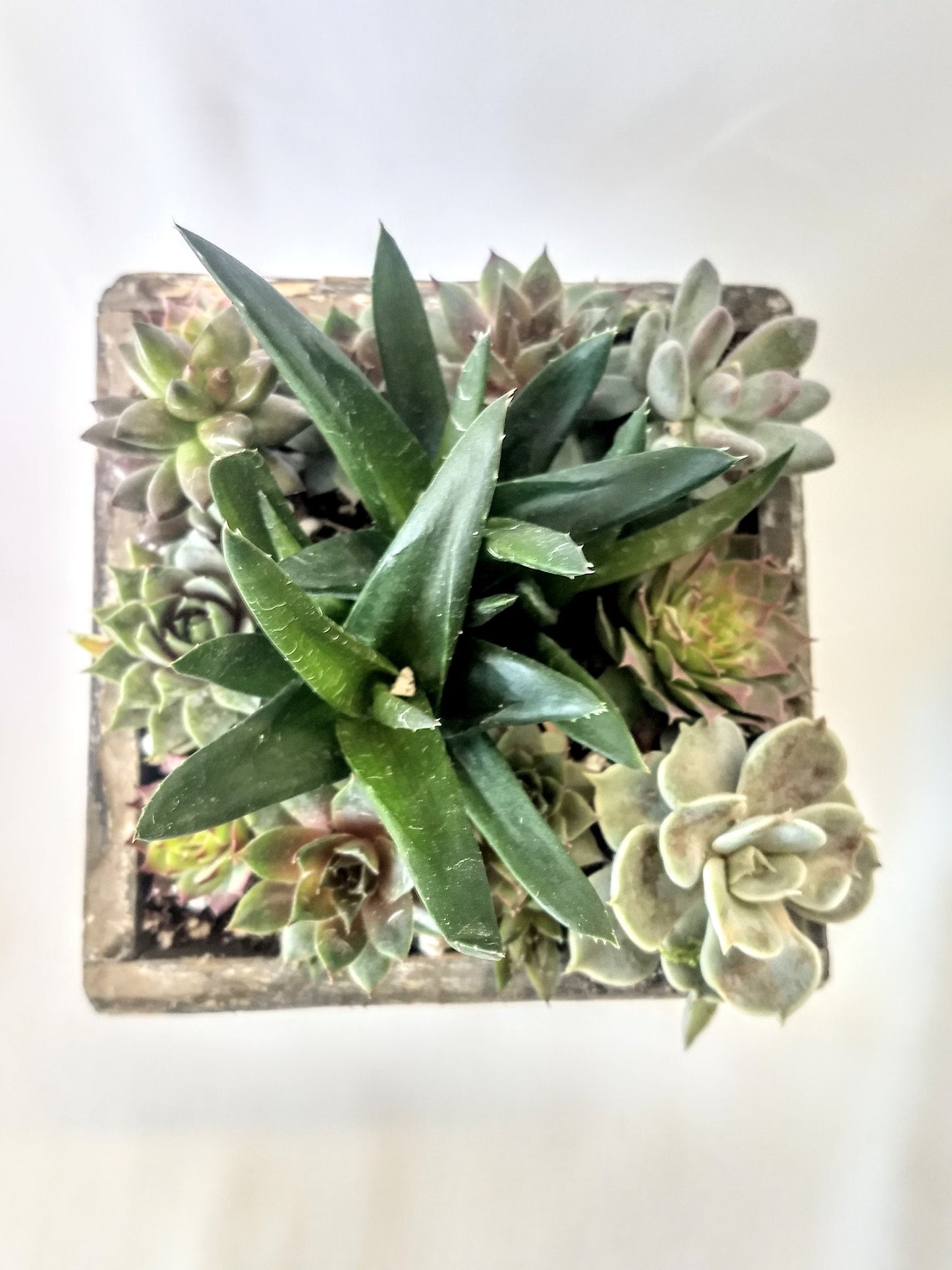 Square Wood Planter with Live Succulent Plants