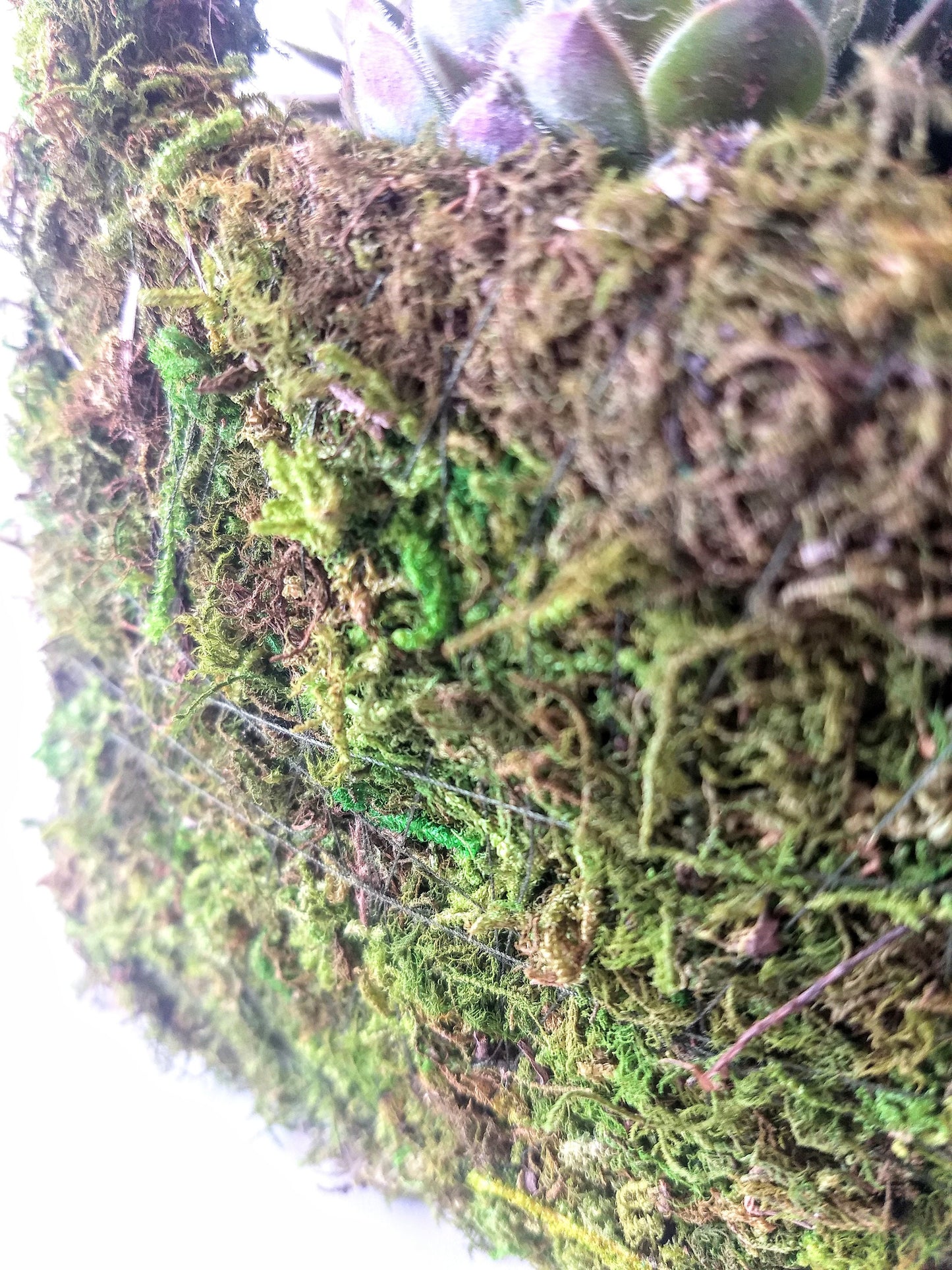 Moss Purse Succulent Planter