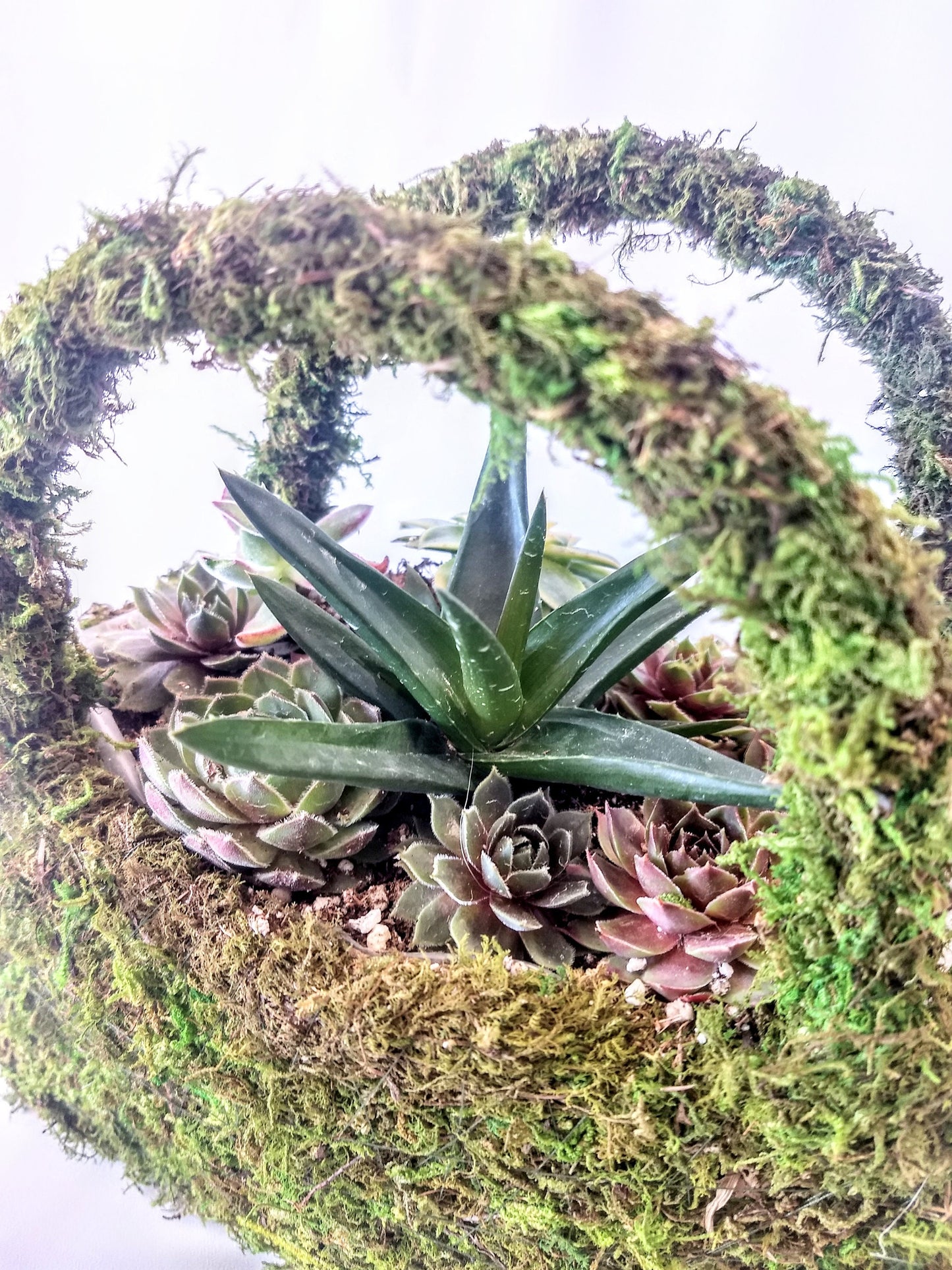 Moss Purse Succulent Planter