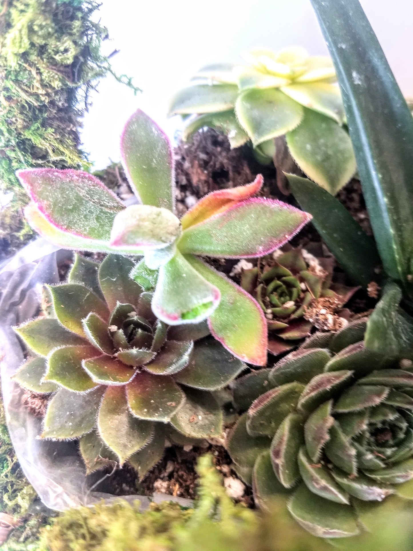 Moss Purse Succulent Planter