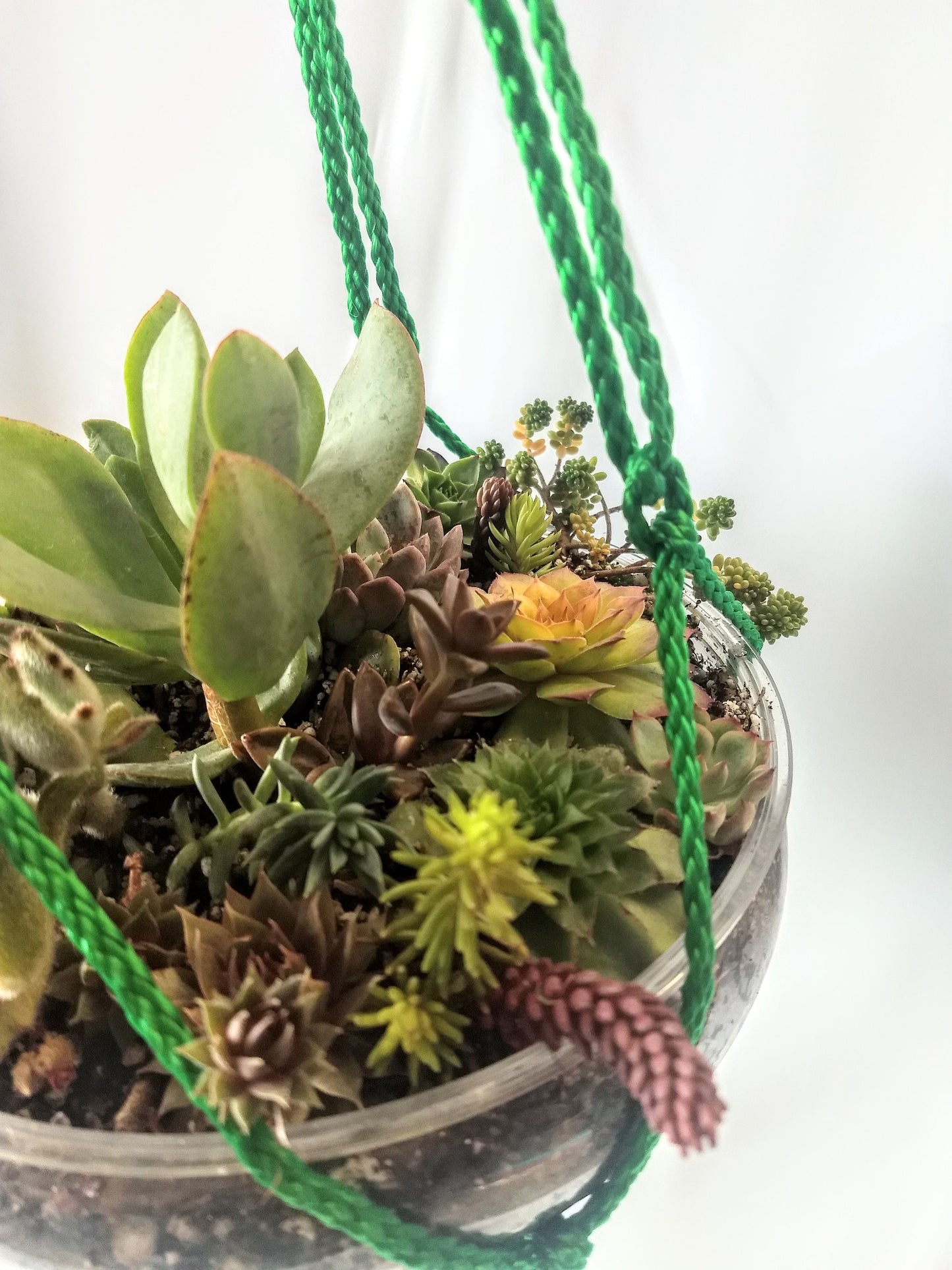 Succulent Terrarium Hanging Planter - Black or Green Macrame Hanger Live Succulent Plants