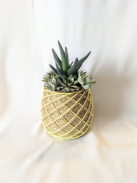 Succulent Pineapple Planter Twine Basket Live Succulent Plants, Home Decor Gift Ideas
