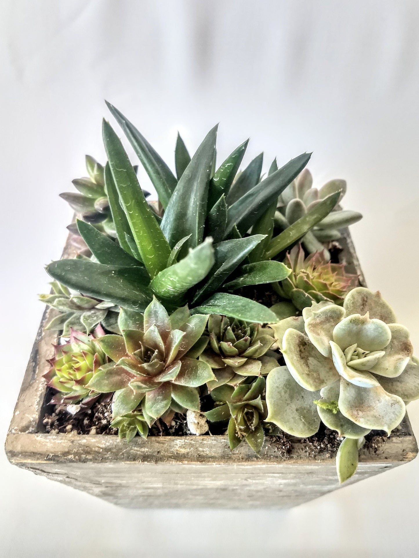 Square Wood Planter with Live Succulent Plants