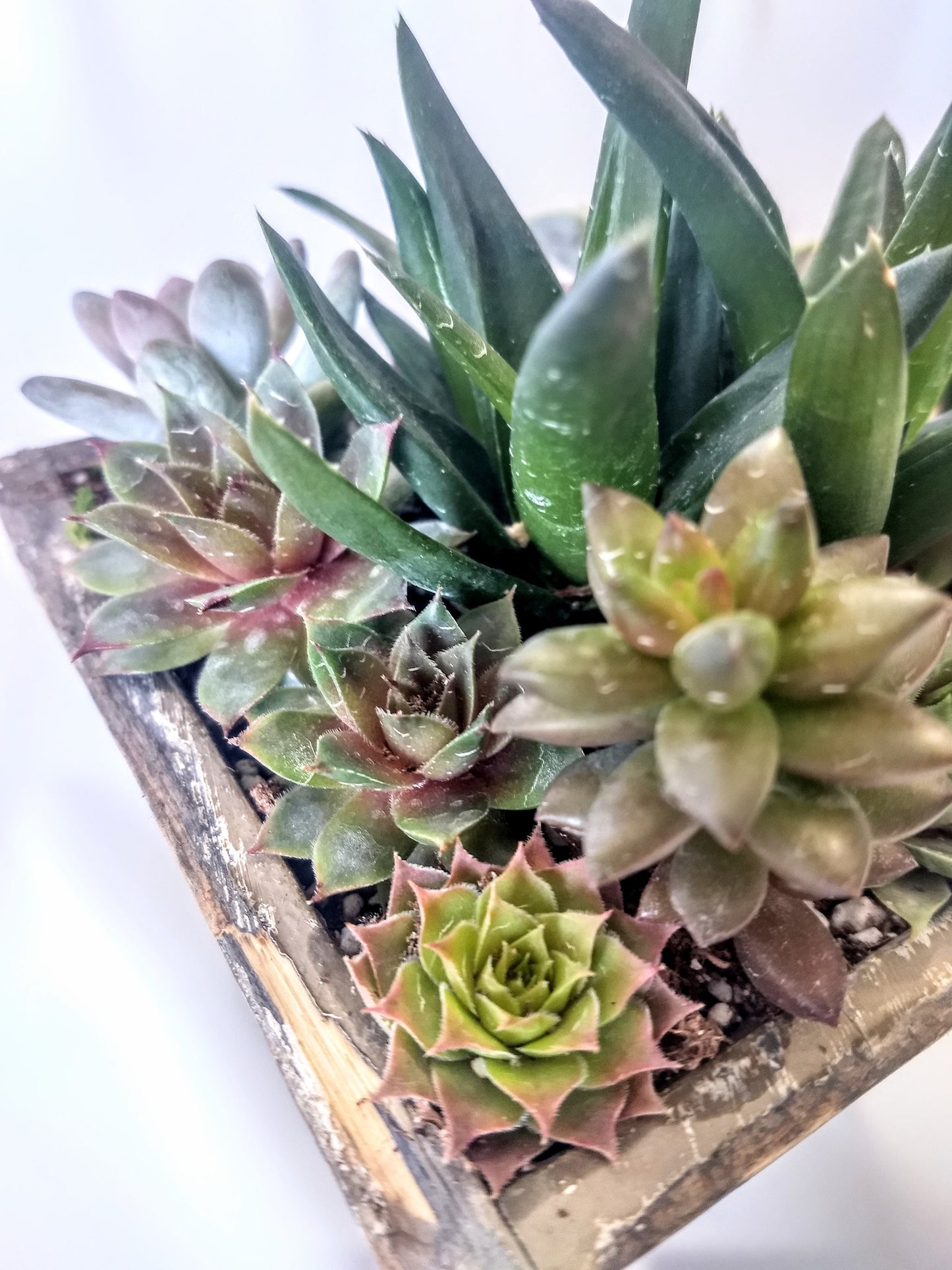 Square Wood Planter with Live Succulent Plants