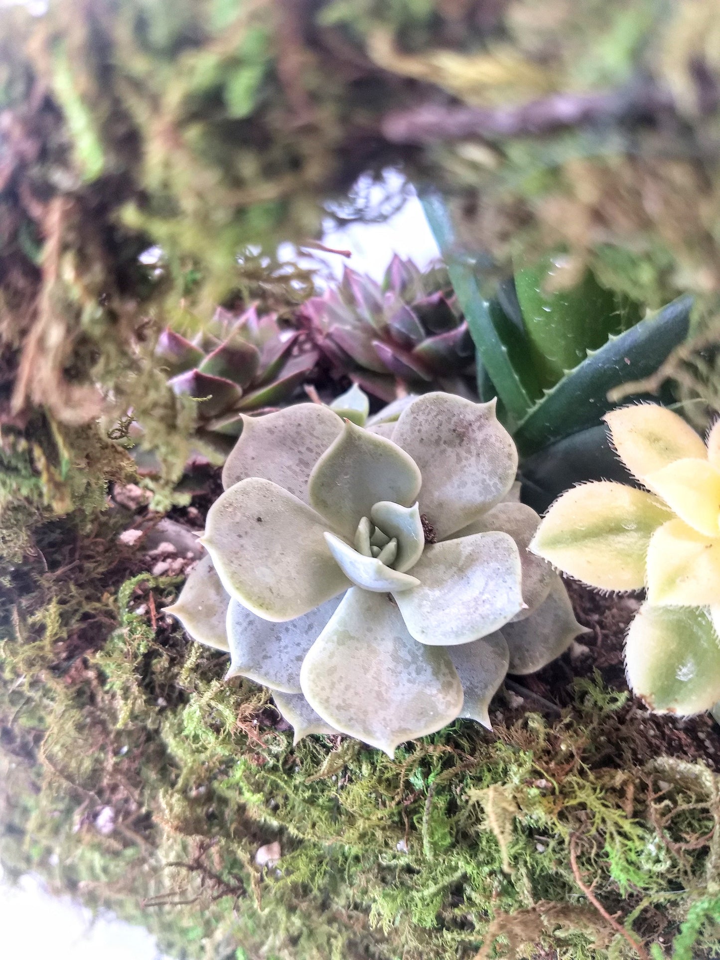 Moss Purse Succulent Planter