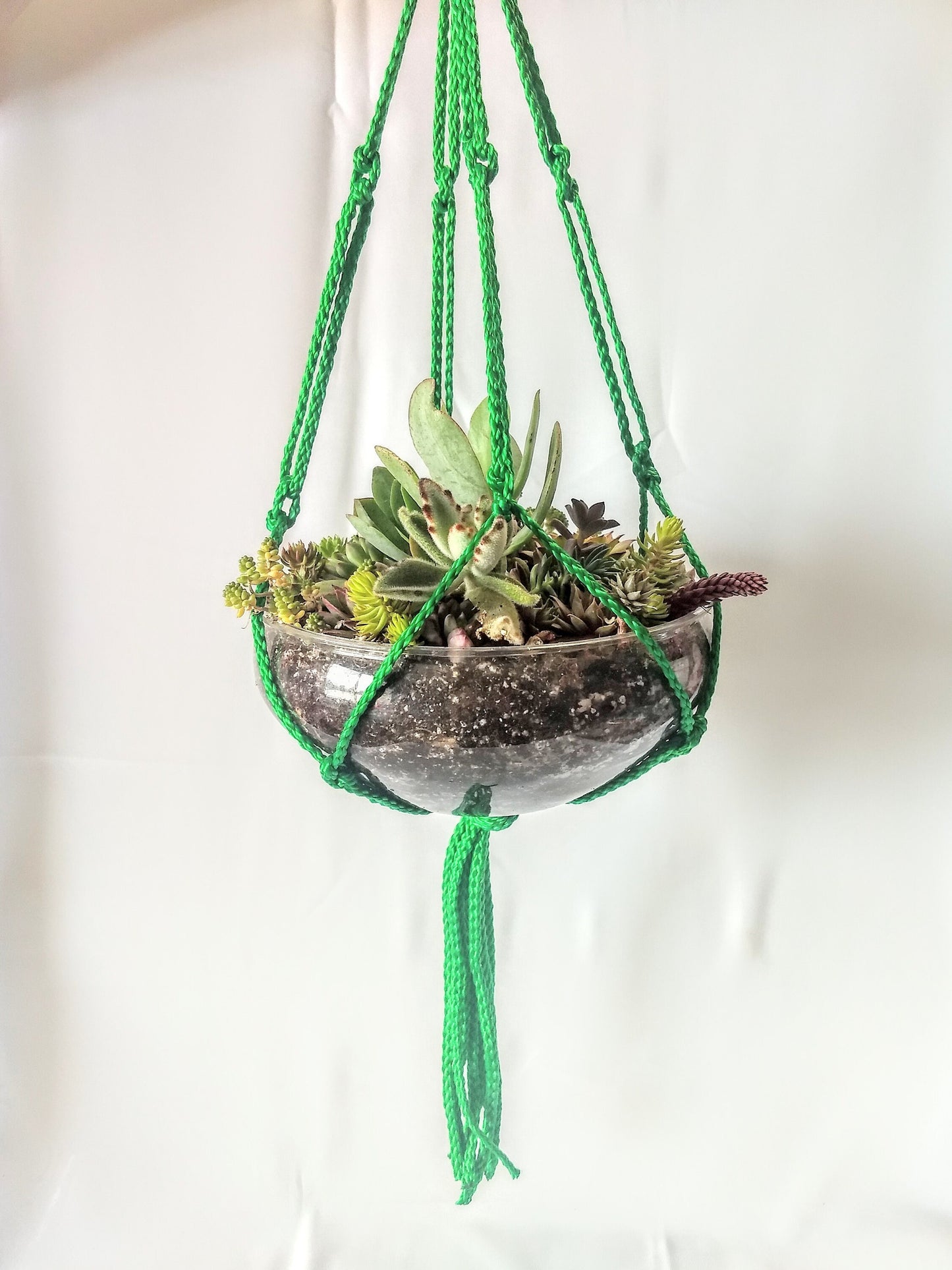 Succulent Terrarium Hanging Planter - Black or Green Macrame Hanger Live Succulent Plants