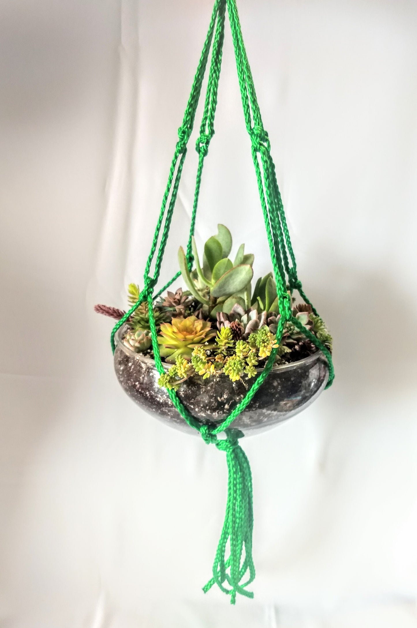 Succulent Terrarium Hanging Planter - Black or Green Macrame Hanger Live Succulent Plants