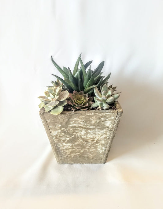 Square Wood Planter with Live Succulent Plants