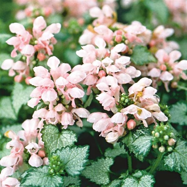 Pink Pewter Lamium - Spotted Dead Nettle Plant - 4 inch pot