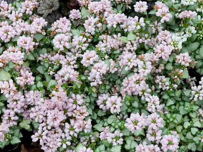 Pink Pewter Lamium - Spotted Dead Nettle Plant - 4 inch pot