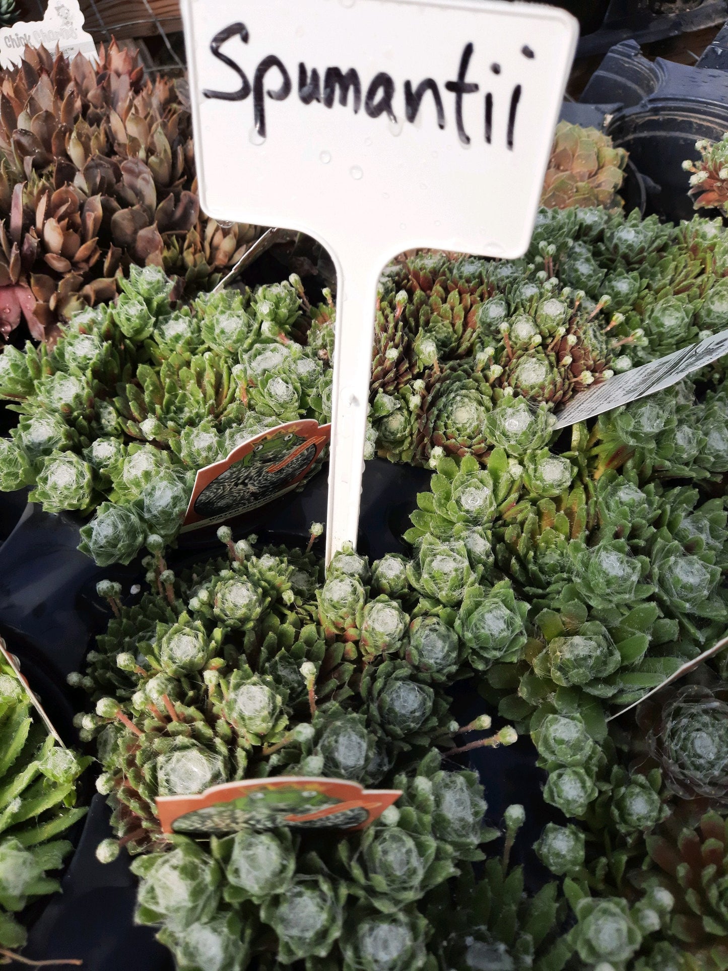 Sempervivum 'Spumanti' Hens & Chicks, 4" Pot Live Plant