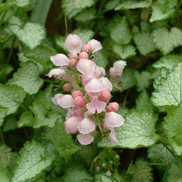 Pink Pewter Lamium - Spotted Dead Nettle Plant - 4 inch pot