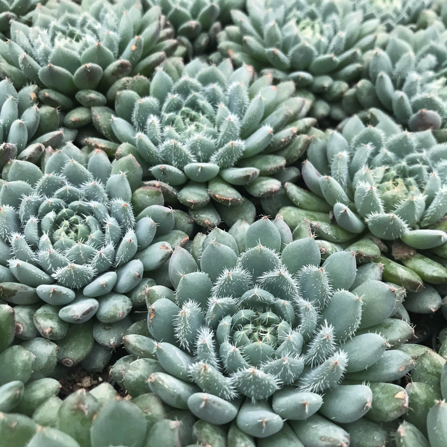 Bella Echeveria Succulent Plant - 4 inch pot